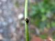 Halticus-luteicollis.jpg