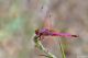 DSC_2203pbase.jpg