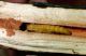 Oberea-pedemontana-pupa-ok.jpg