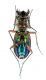 Cicindela cfr campestris_ventral_Ovacik_Turchia_002_bis.jpg