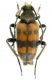 Pachytodes erraticus_ Galiciça planina_preparati 006.jpg