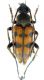 Pachytodes erraticus_male_Friuli_Cialla_014.jpg