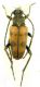Pachytodes erraticus_male_Friuli_Ciallapreparati 018.jpg