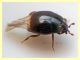 probabile Chalcionellus sp. meno di 3 mm. (5).JPG