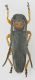 cerambycidae.jpg