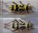 Lisert 7 7 2011 Chlorophorus varius.jpg