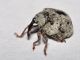 Curculionidae - Cionus sp - 4 mm -20110706_180.jpg