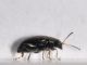 Chrysomelidae - Alticinae - 2 mm -20110706_159.jpg