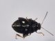 Chrysomelidae - Alticinae - 2 mm -20110706_166.jpg