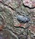 Acanthocinus2.jpg