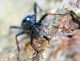 Bifasciatum2.jpg