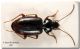 Carabidae Tagliavia 02_coricato per forum.jpg