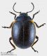 Chrysolina_cf_rossia.jpg