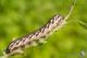 IMG_2095_Proserpinus_proserpina.JPG