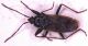 Eremocoris.jpg