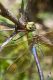IMG_2126_Anax_imperator.jpg