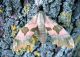 Mimas tiliae (Linnaeus, 1758)Sphingidae Smerinthinae Smerinthini .JPG