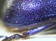 epipleura oreina 002.jpg