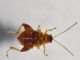 Chrysomelidae - Alticinae - Longitarsus sp - 3 mm -20110708_174.jpg