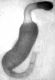 spermateca-prova.jpg