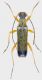 Cerambycidae-Spilia-1.jpg