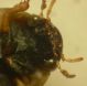 L. ytenensis 2.JPG