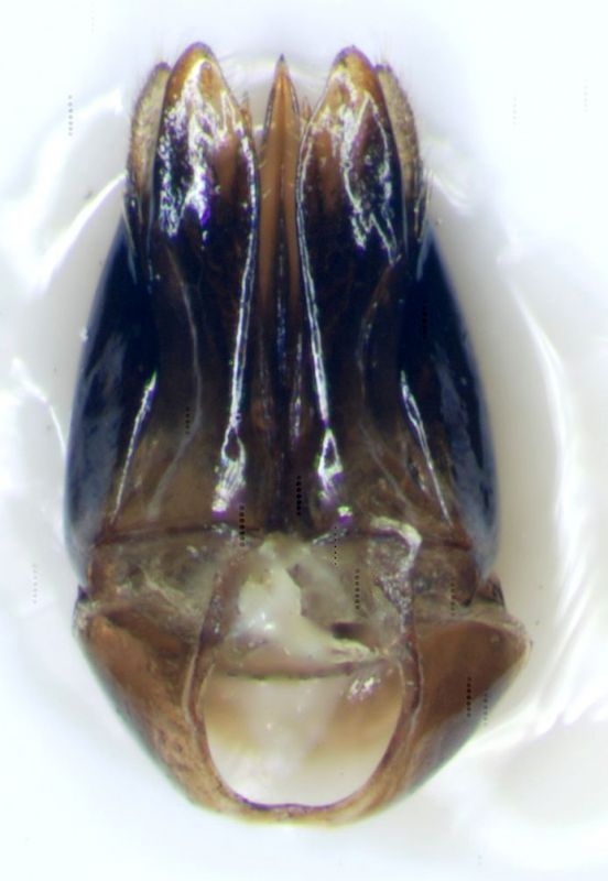capsula genitalerid.jpg