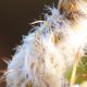 IMG_0210a.JPG
