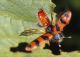 Trichodes alvearius01mod.jpg