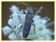 probabile Deilus sp. (1).JPG