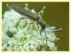 probabile Deilus sp. (2).JPG
