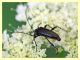 probabile Leptura sp..JPG