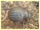 Pimelia bipunctata probabile ssp. cajetana (2).JPG