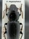 A. megacephalus.JPG