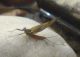Ecdyonurus Venosus.jpg