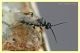 Braconidae sfarfallato 1.10.09 (2).JPG