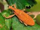 Curculionidae - 15 mm -20110713_047.jpg