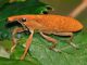 Curculionidae - 15 mm -20110713_051.jpg