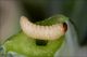 Lixus_anguinus_5732_clido.jpg