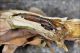 Lixus_anguinus_6948_clido.jpg
