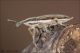 Lixus_anguinus_7018_clido.jpg