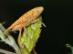 Curculionidae - 12 mm -20110713_063.jpg