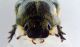 amphimallon 4.jpg