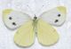 Pieris mannii (femmina) - back.JPG