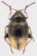 Alticino_Valdevarri_10-VII-2011_2,5mm.jpg