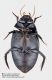 Dytiscidae_Pietrastornina_ventre_FEI_clido.jpg