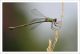 Lestes.jpg
