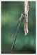 Lestes2.jpg