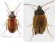Isomira (Isomira) icteropa (Küster, 1852).jpg