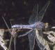 Orthetrum02 Mod1.jpg